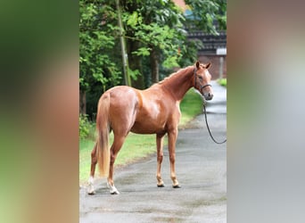 Poney de selle allemand, Jument, 3 Ans, 136 cm, Alezan brûlé