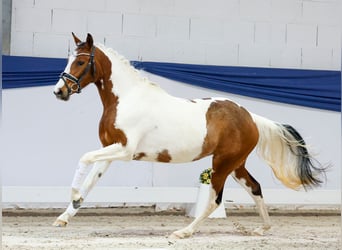 Poney de selle allemand, Jument, 3 Ans, 138 cm, Pinto