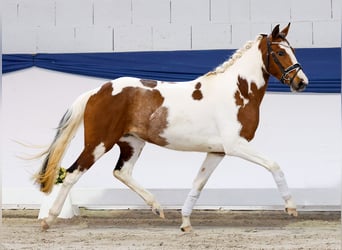 Poney de selle allemand, Jument, 3 Ans, 138 cm, Pinto