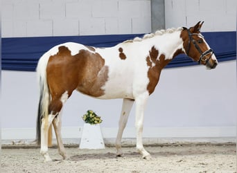 Poney de selle allemand, Jument, 3 Ans, 138 cm, Pinto