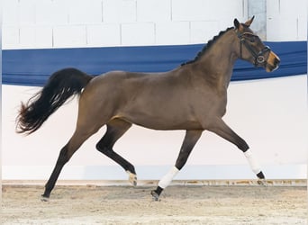 Poney de selle allemand, Jument, 3 Ans, 139 cm, Bai