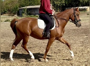 Poney de selle allemand, Jument, 3 Ans, 140 cm, Alezan brûlé