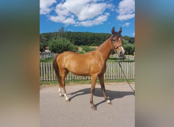 Poney de selle allemand Croisé, Jument, 3 Ans, 140 cm, Bai