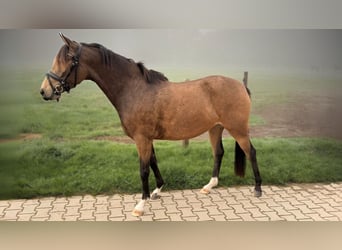 Poney de selle allemand, Jument, 3 Ans, 140 cm, Buckskin