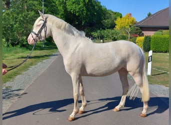 Poney de selle allemand, Jument, 3 Ans, 140 cm, Cremello