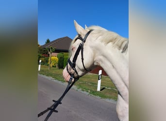 Poney de selle allemand, Jument, 3 Ans, 140 cm, Cremello