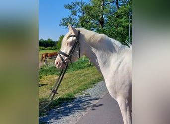 Poney de selle allemand, Jument, 3 Ans, 140 cm, Cremello