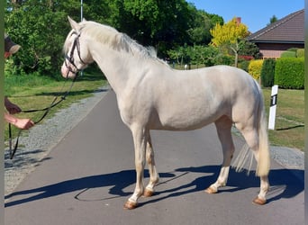 Poney de selle allemand, Jument, 3 Ans, 140 cm, Cremello