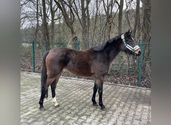 Poney de selle allemand, Jument, 3 Ans, 141 cm, Bai