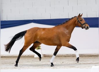 Poney de selle allemand, Jument, 3 Ans, 141 cm, Bai