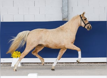 Poney de selle allemand, Jument, 3 Ans, 141 cm, Palomino