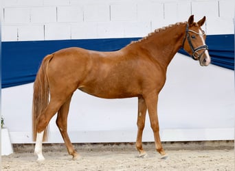 Poney de selle allemand, Jument, 3 Ans, 142 cm, Alezan