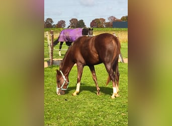 Poney de selle allemand, Jument, 3 Ans, 143 cm, Alezan