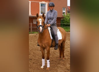 Poney de selle allemand, Jument, 3 Ans, 143 cm, Alezan