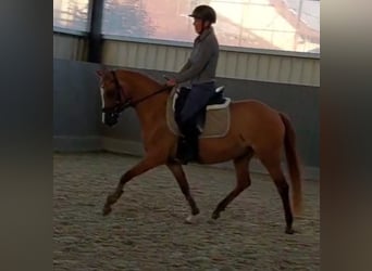 Poney de selle allemand, Jument, 3 Ans, 143 cm, Alezan