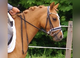 Poney de selle allemand, Jument, 3 Ans, 143 cm, Alezan