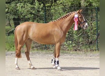 Poney de selle allemand, Jument, 3 Ans, 143 cm, Alezan