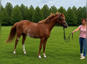 Poney de selle allemand, Jument, 3 Ans, 143 cm, Alezan
