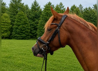 Poney de selle allemand, Jument, 3 Ans, 143 cm, Alezan