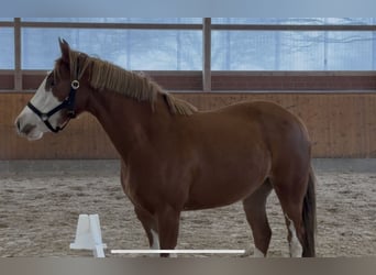 Poney de selle allemand, Jument, 3 Ans, 143 cm, Alezan
