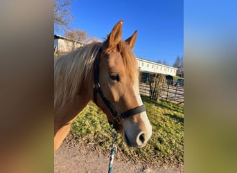 Poney de selle allemand, Jument, 3 Ans, 143 cm, Alezan dun