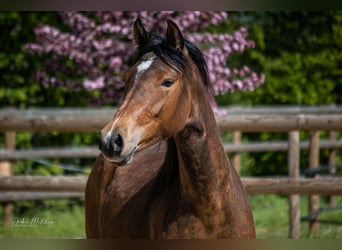 Poney de selle allemand, Jument, 3 Ans, 143 cm, Bai brun