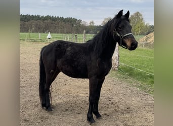 Poney de selle allemand, Jument, 3 Ans, 143 cm, Bai brun foncé