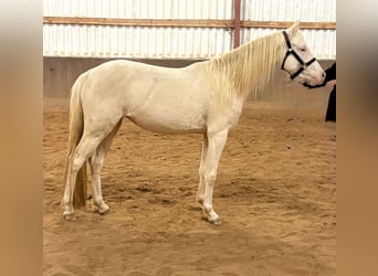 Poney de selle allemand, Jument, 3 Ans, 143 cm, Cremello