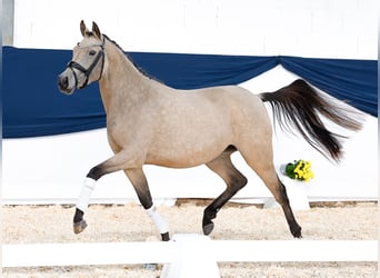 Poney de selle allemand, Jument, 3 Ans, 143 cm, Isabelle