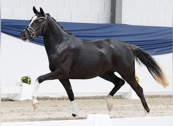 Poney de selle allemand, Jument, 3 Ans, 143 cm, Noir