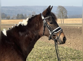 Poney de selle allemand Croisé, Jument, 3 Ans, 143 cm, Pinto