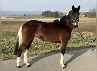 Poney de selle allemand Croisé, Jument, 3 Ans, 143 cm, Pinto