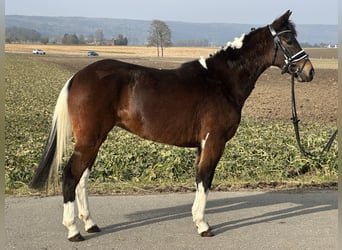 Poney de selle allemand Croisé, Jument, 3 Ans, 143 cm, Pinto