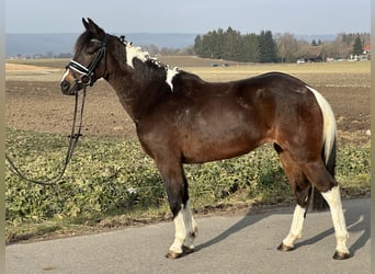 Poney de selle allemand Croisé, Jument, 3 Ans, 143 cm, Pinto