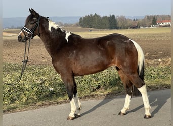 Poney de selle allemand Croisé, Jument, 3 Ans, 143 cm, Pinto