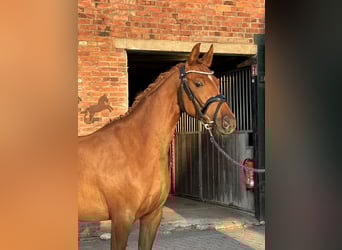 Poney de selle allemand, Jument, 3 Ans, 144 cm, Alezan brûlé