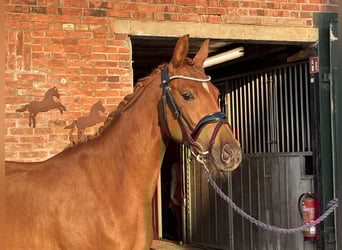 Poney de selle allemand, Jument, 3 Ans, 144 cm, Alezan brûlé