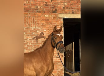 Poney de selle allemand, Jument, 3 Ans, 144 cm, Alezan brûlé