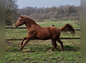 Poney de selle allemand, Jument, 3 Ans, 144 cm, Alezan