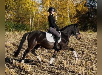 Poney de selle allemand, Jument, 3 Ans, 144 cm, Bai brun