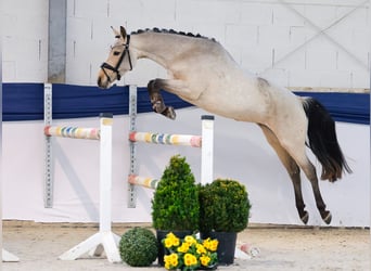 Poney de selle allemand, Jument, 3 Ans, 144 cm, Bai