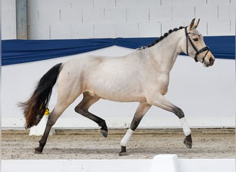 Poney de selle allemand, Jument, 3 Ans, 144 cm, Bai