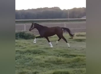 Poney de selle allemand, Jument, 3 Ans, 144 cm, Bai