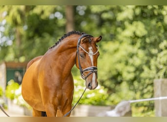 Poney de selle allemand, Jument, 3 Ans, 144 cm, Bai