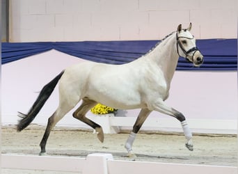 Poney de selle allemand, Jument, 3 Ans, 144 cm, Isabelle