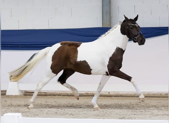 Poney de selle allemand, Jument, 3 Ans, 144 cm, Pinto