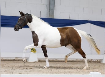 Poney de selle allemand, Jument, 3 Ans, 144 cm, Pinto