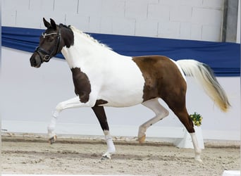 Poney de selle allemand, Jument, 3 Ans, 144 cm, Pinto