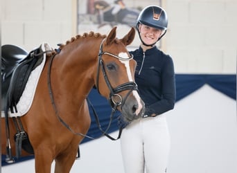 Poney de selle allemand, Jument, 3 Ans, 145 cm, Alezan