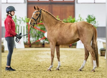 Poney de selle allemand, Jument, 3 Ans, 145 cm, Alezan